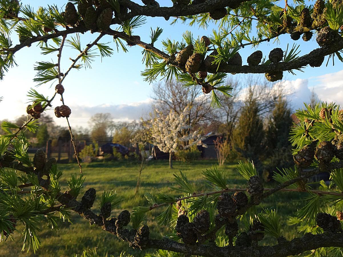 Landhaus Kranichwiese เกอห์เรน-เลบบิน ภายนอก รูปภาพ