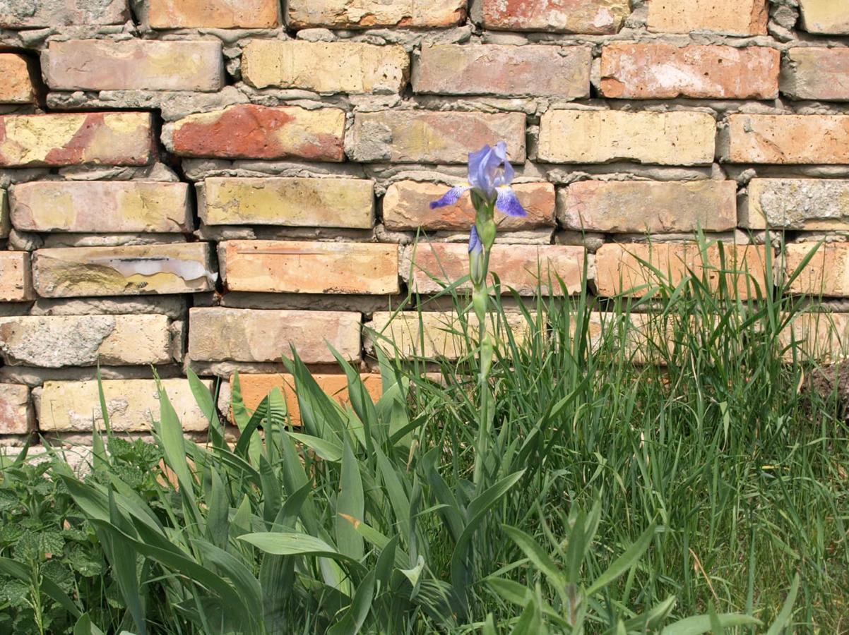 Landhaus Kranichwiese เกอห์เรน-เลบบิน ภายนอก รูปภาพ